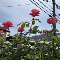 IMG_9827
