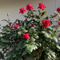 IMG_9832