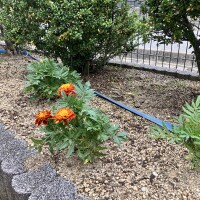 IMG_0234