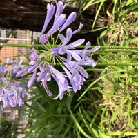 IMG_0265