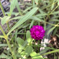 IMG_1141