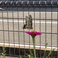 IMG_1145