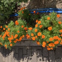 IMG_1175